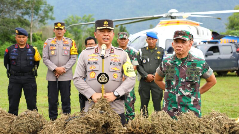 Naik Heli dari Medan, Pangdam I/BB dan Kapoldasu Musnahkan Ladang Ganja 150 Ha di Madina 