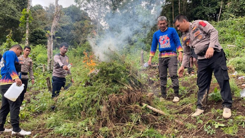 Kapolres Madina Turun Langsung Pemusnahan Ladang Ganja Di Perbukitan Tor Sihite Sumur Holbung, Desa Pardomuan, Kecamatan Panyabungan Timur