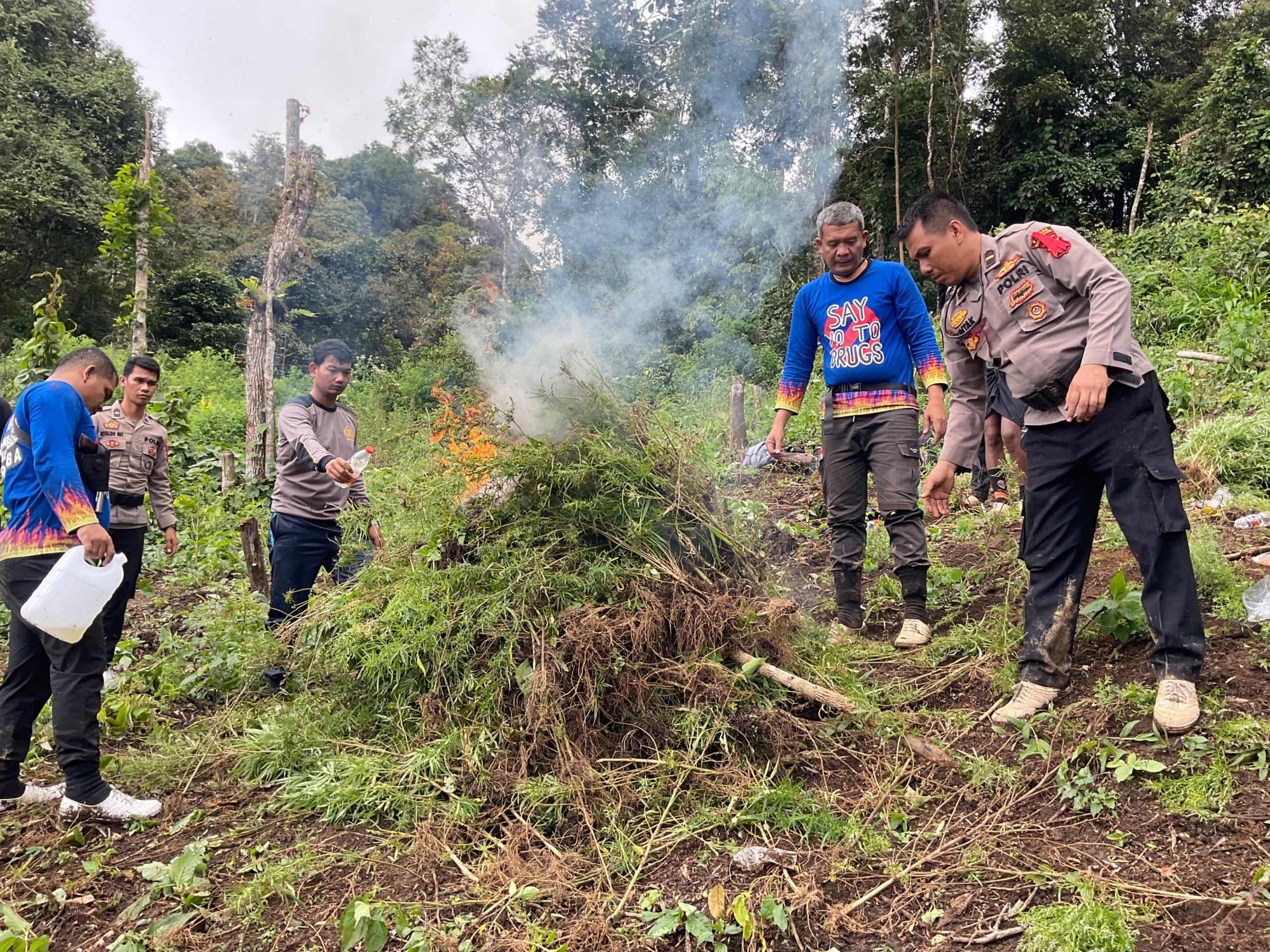 Kapolres Madina Turun Langsung Pemusnahan Ladang Ganja Di Perbukitan Tor Sihite Sumur Holbung, Desa Pardomuan, Kecamatan Panyabungan Timur