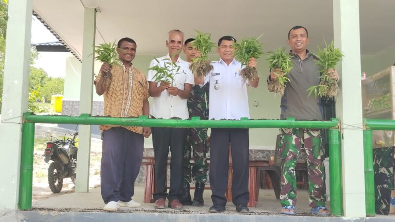 Panen Ketahanan Pangan, Pos Baen Satgas Yonkav 6/Naga Karimata Laksanakan Panen Bersama Camat Bikomi Nilulat