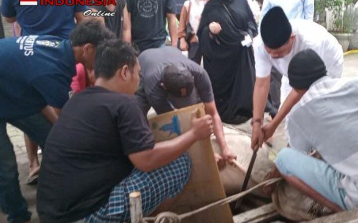 Rahudman Harahap dan Keluarga Berkurban 2 Lembu dan 2 Kambing di Hari Raya Idul Adha 1445H