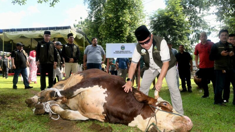 Saksikan Penyembelihan Kurbannya Sapi Limosin 1 Ton *Pj Gubernur Sumut: Insya Allah, Berkah