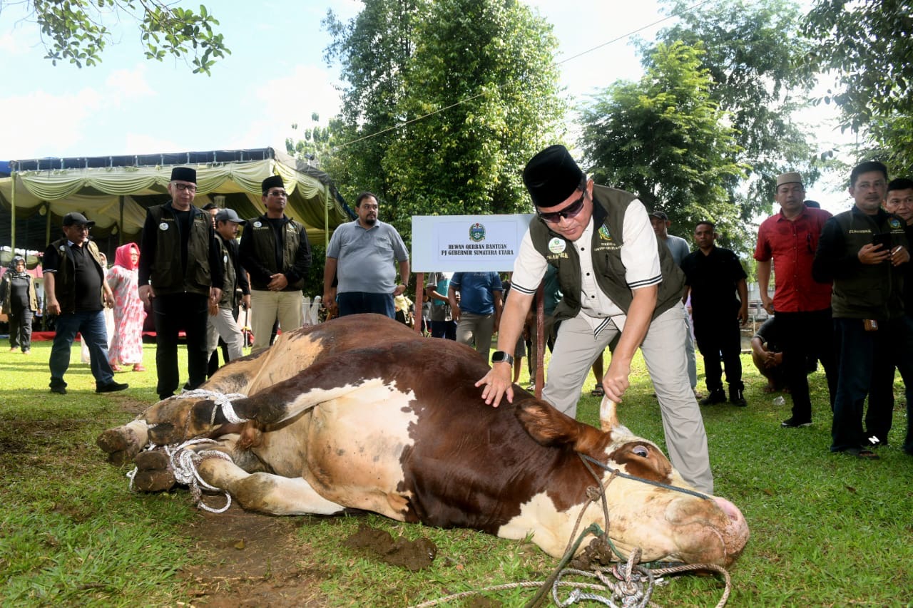 Saksikan Penyembelihan Kurbannya Sapi Limosin 1 Ton *Pj Gubernur Sumut: Insya Allah, Berkah