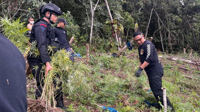 Bersama Brimob, BNNP Sumut Musnahkan Ladang Ganja Dua Hektare di Madina