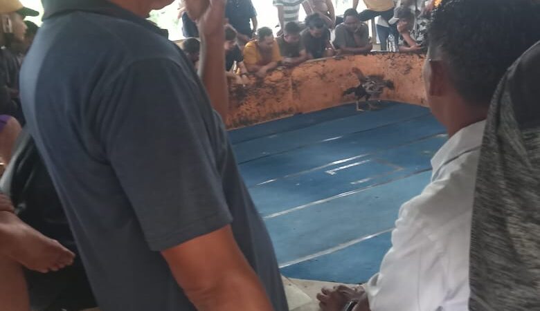 Judi Dadu dan Sabung Ayam Pasar 4 Marelan Masih Beroperasi, Kapolres & Kapoldasu Dipertanyakan kemana ?? 