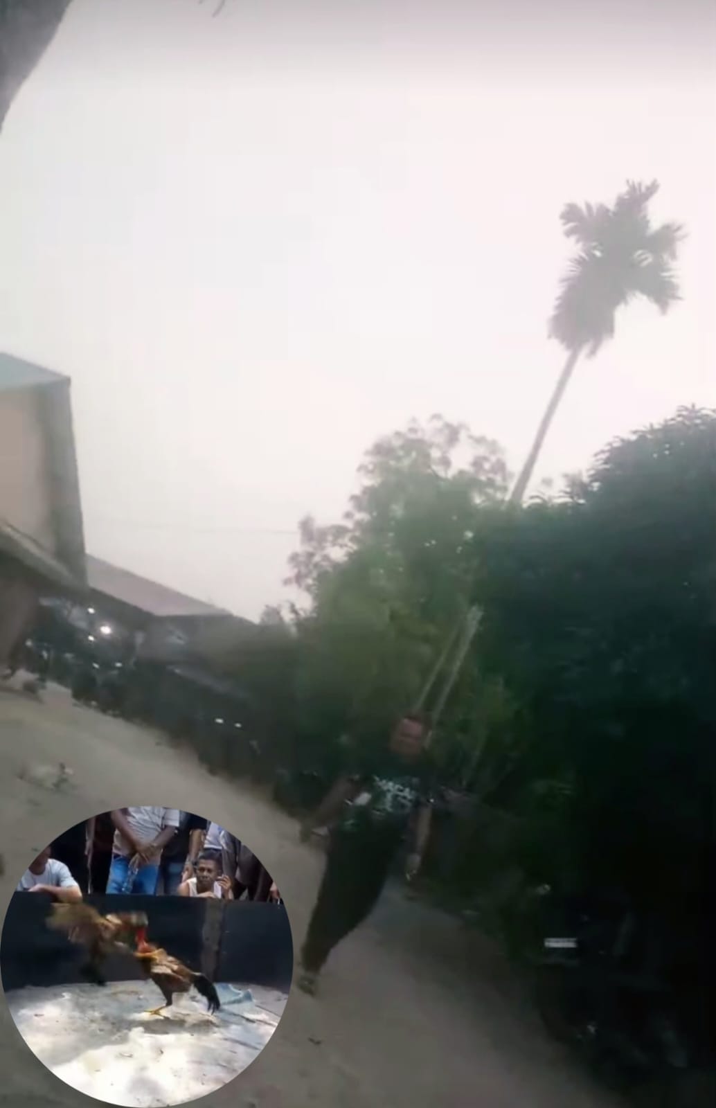 Dugaan Keterlibatan Oknum TNI di Balik Maraknya Judi Sabung Ayam dan Togel di Pantai Labu