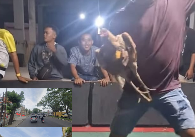 Arena Sabung Ayam Berkedok Kontes Ilegal Beroperasi di Pangkalan Masyhur, Polsek Deli Tua Ditantang Bertindak Tegas