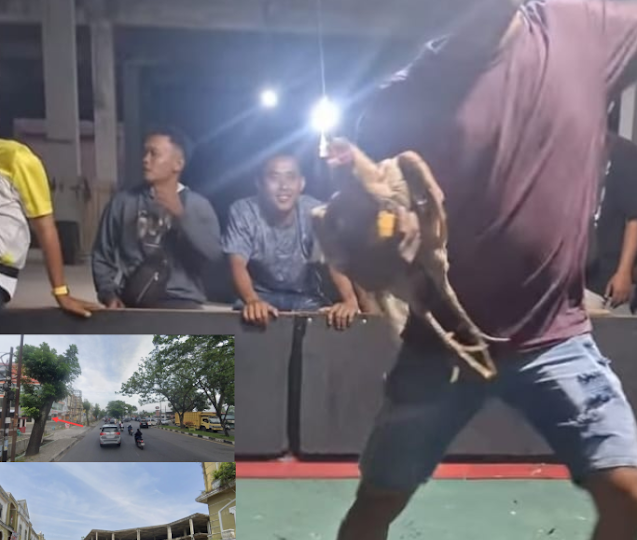 Arena Sabung Ayam Berkedok Kontes Ilegal Beroperasi di Pangkalan Masyhur, Polsek Deli Tua Ditantang Bertindak Tegas